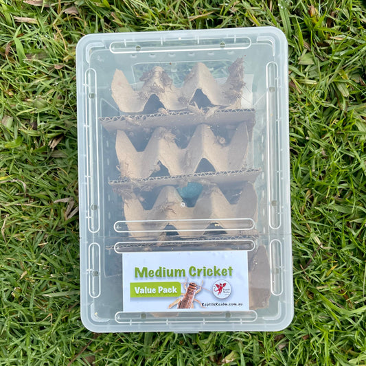 Pisces Enterprises Cricket Value Pack Medium Cricket Value Pack (250 Crickets)