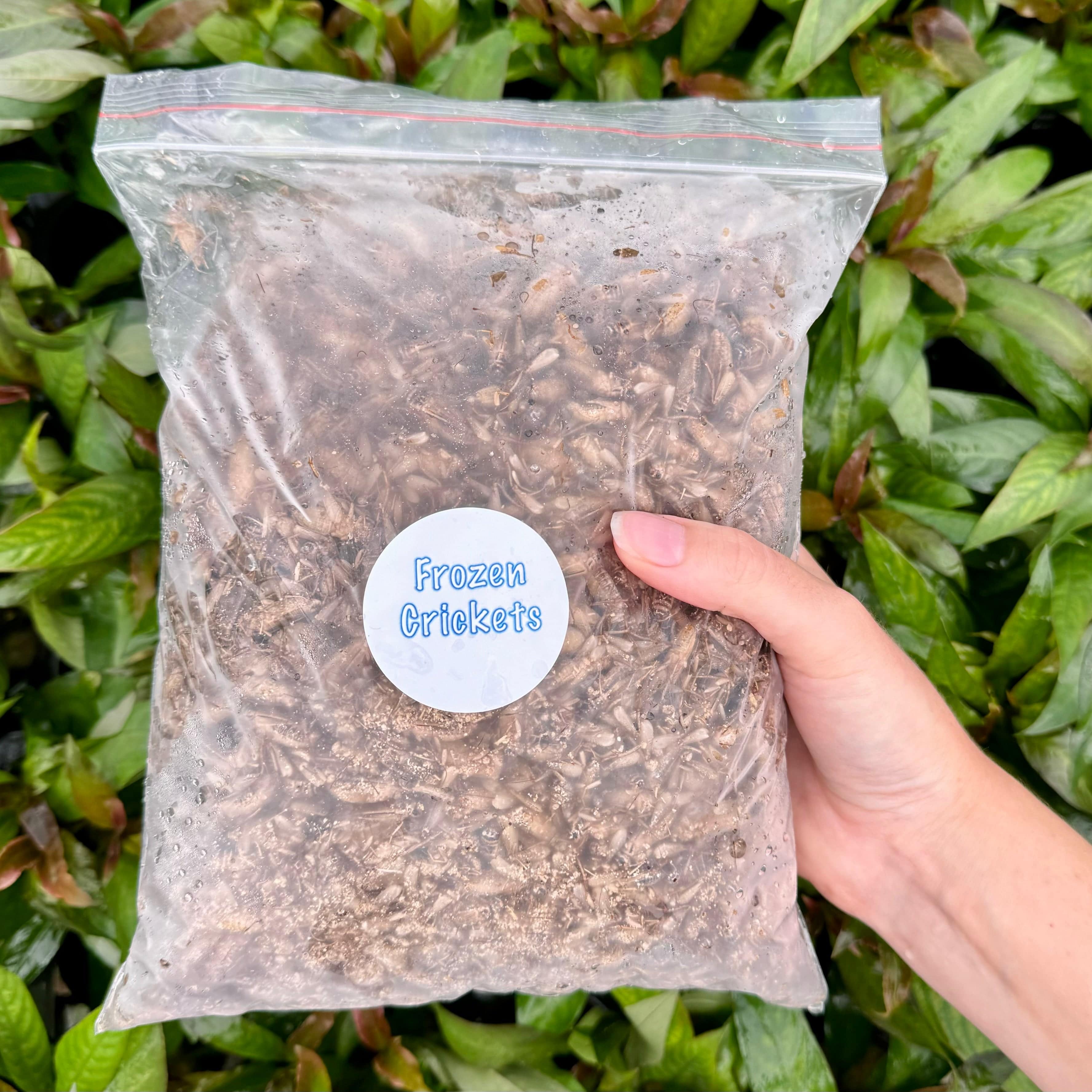 Pisces Enterprises Frozen Crickets Frozen Large Crickets (1 kg)