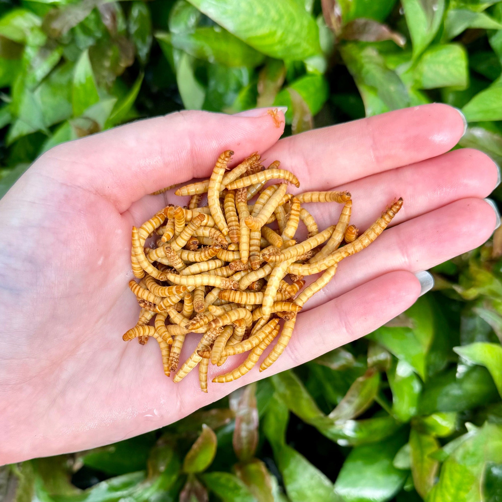 Picture of Frozen Mealworms - Reptile Realm Australia