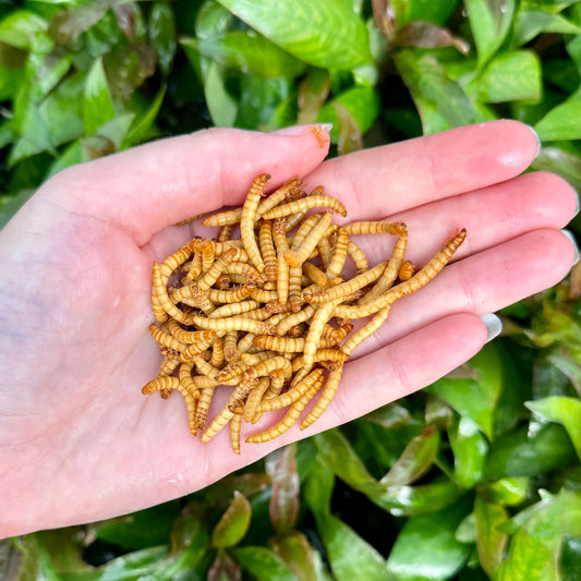 Pisces Enterprises Frozen Mealworms Frozen Mealworms (1kg)