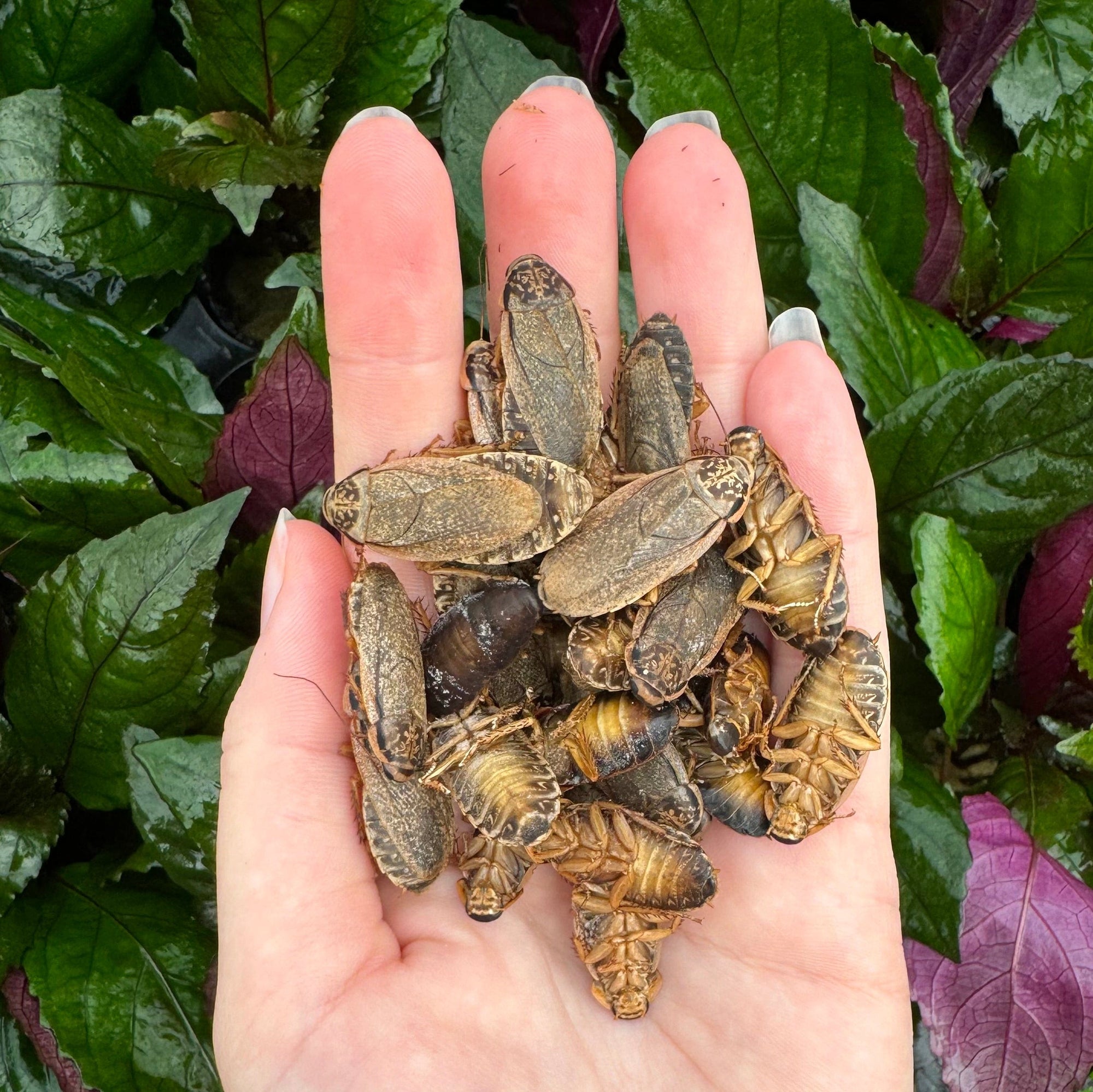 Frozen Insects - Insect Food for Animals - Reptile Realm Australia