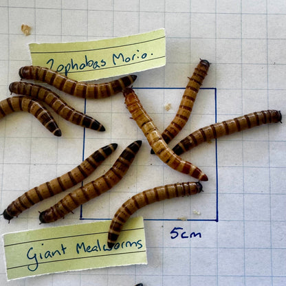 Pisces Enterprises Giant Mealworm Tub Giant Mealworms - Zophobas morio 25g Tub