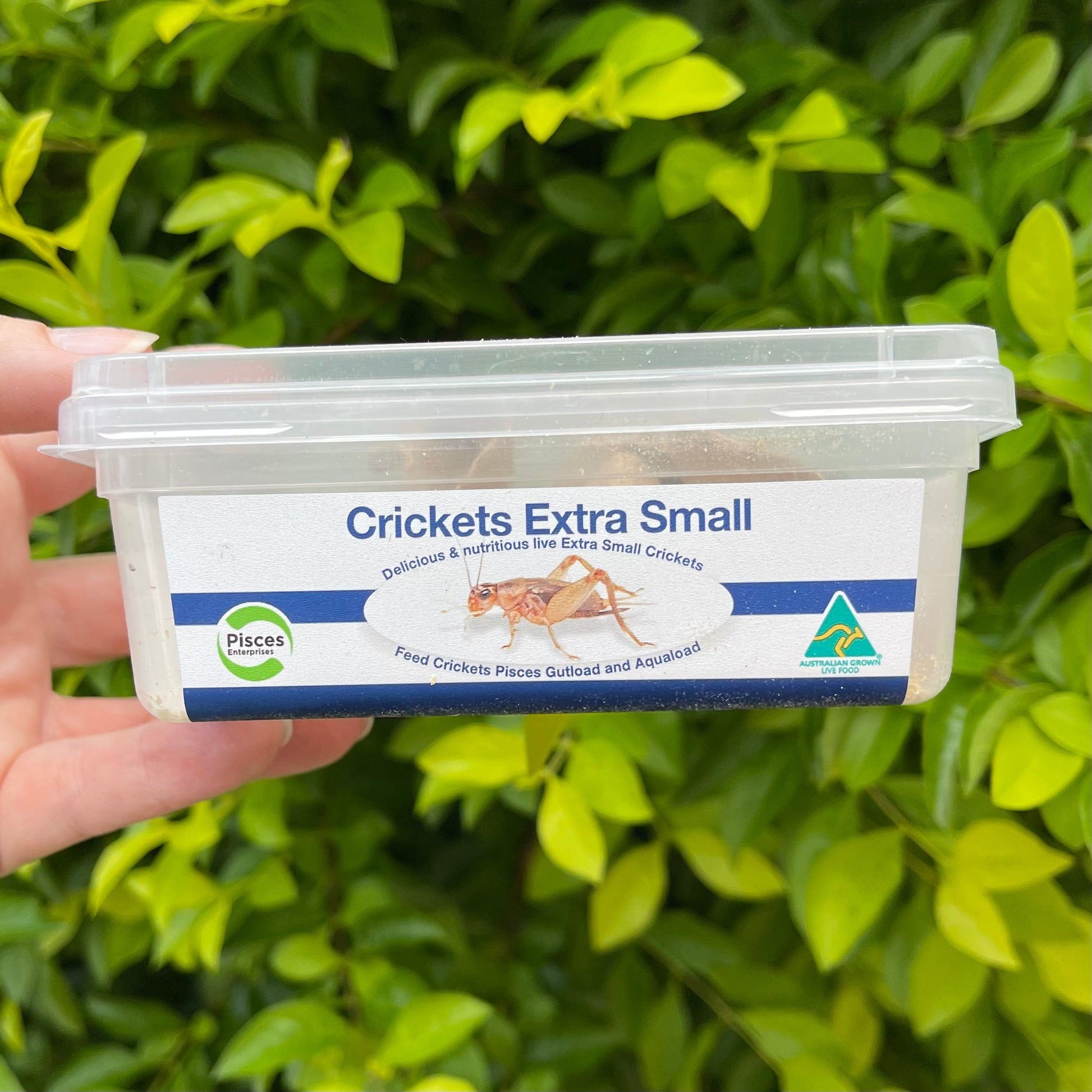 Pisces Enterprises Live Food Tub Extra Small Cricket Tub