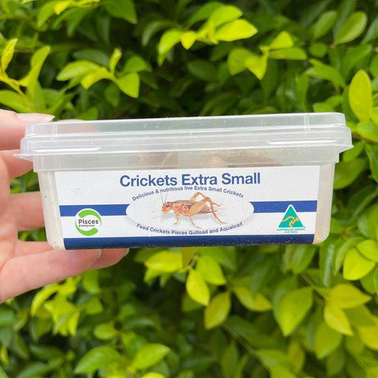 Pisces Enterprises Live Food Tub Extra Small Cricket Tub