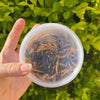 Pisces Enterprises Reptile Food Freeze-dried Mealworms Pisces 40g Jar