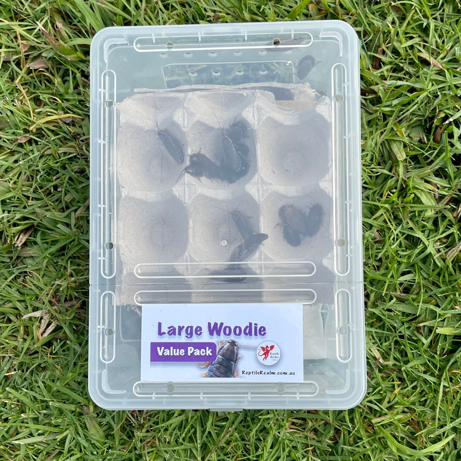 Buy Bulk Live Food Insects - Reptile Relam Australia – Reptile Realm