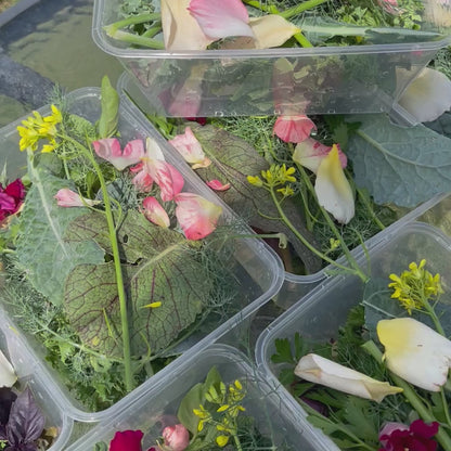 Fresh Mixed Salad Tub for Reptiles