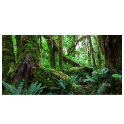 Reptile Realm Aqua Natural Amazon Rainforest Poster Background