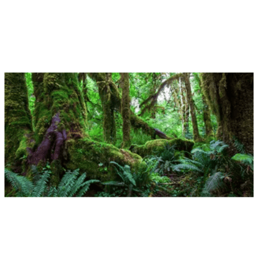 Reptile Realm Aqua Natural Amazon Rainforest Poster Background