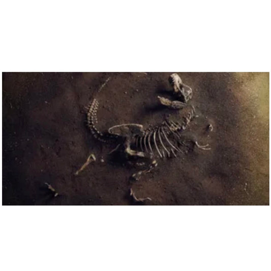 Reptile Realm Aqua Natural Jurassic Bones Poster Background