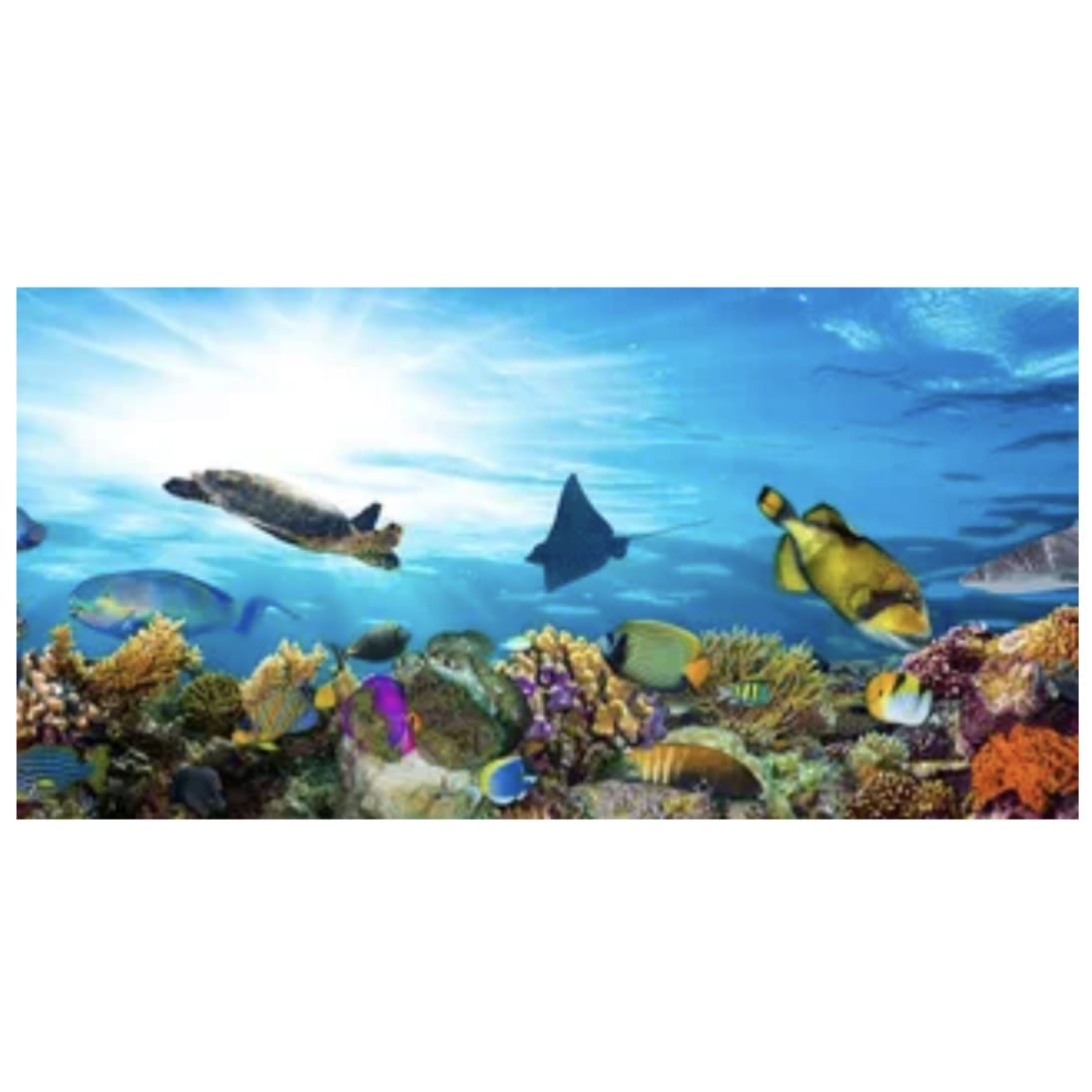 Reptile Realm Aqua Natural Marine Reef Poster Background