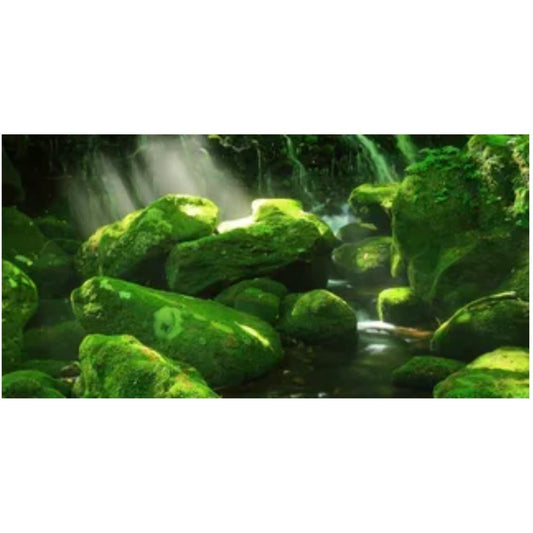 Reptile Realm Aqua Natural Moss Boulder Forest Poster Background