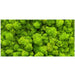 Reptile Realm Aqua Natural Moss Wall Poster Background