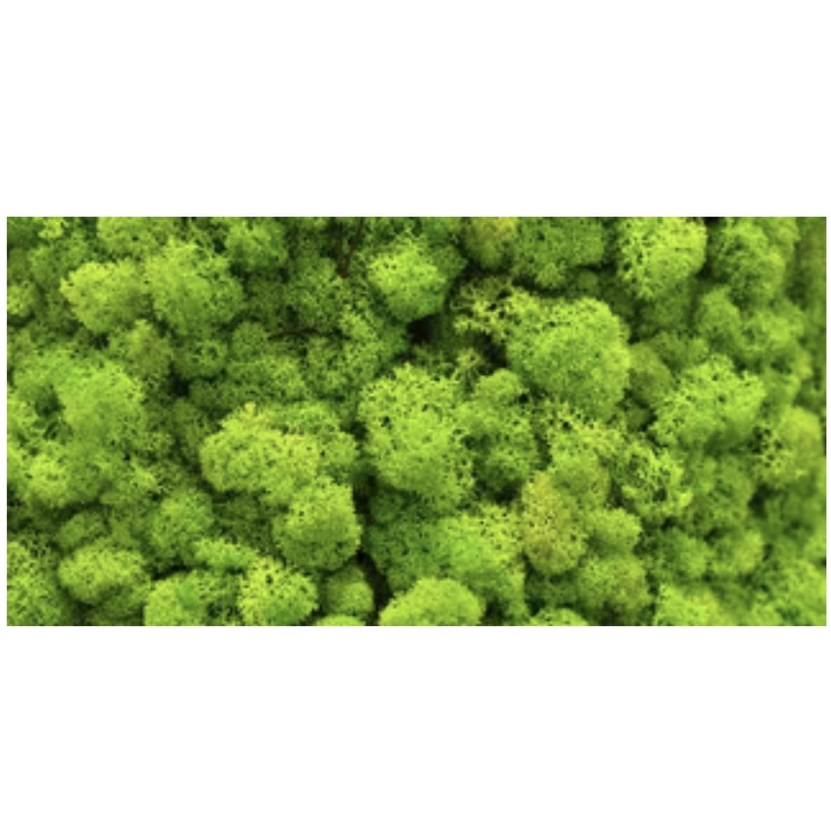 Reptile Realm Aqua Natural Moss Wall Poster Background