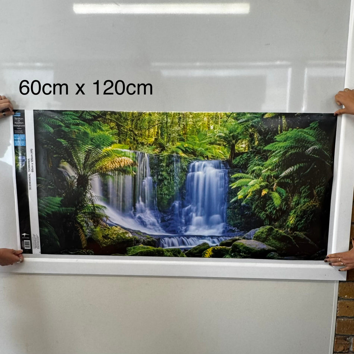 Reptile Realm Aqua Natural Tasmanian Rainforest Waterfall Poster Background