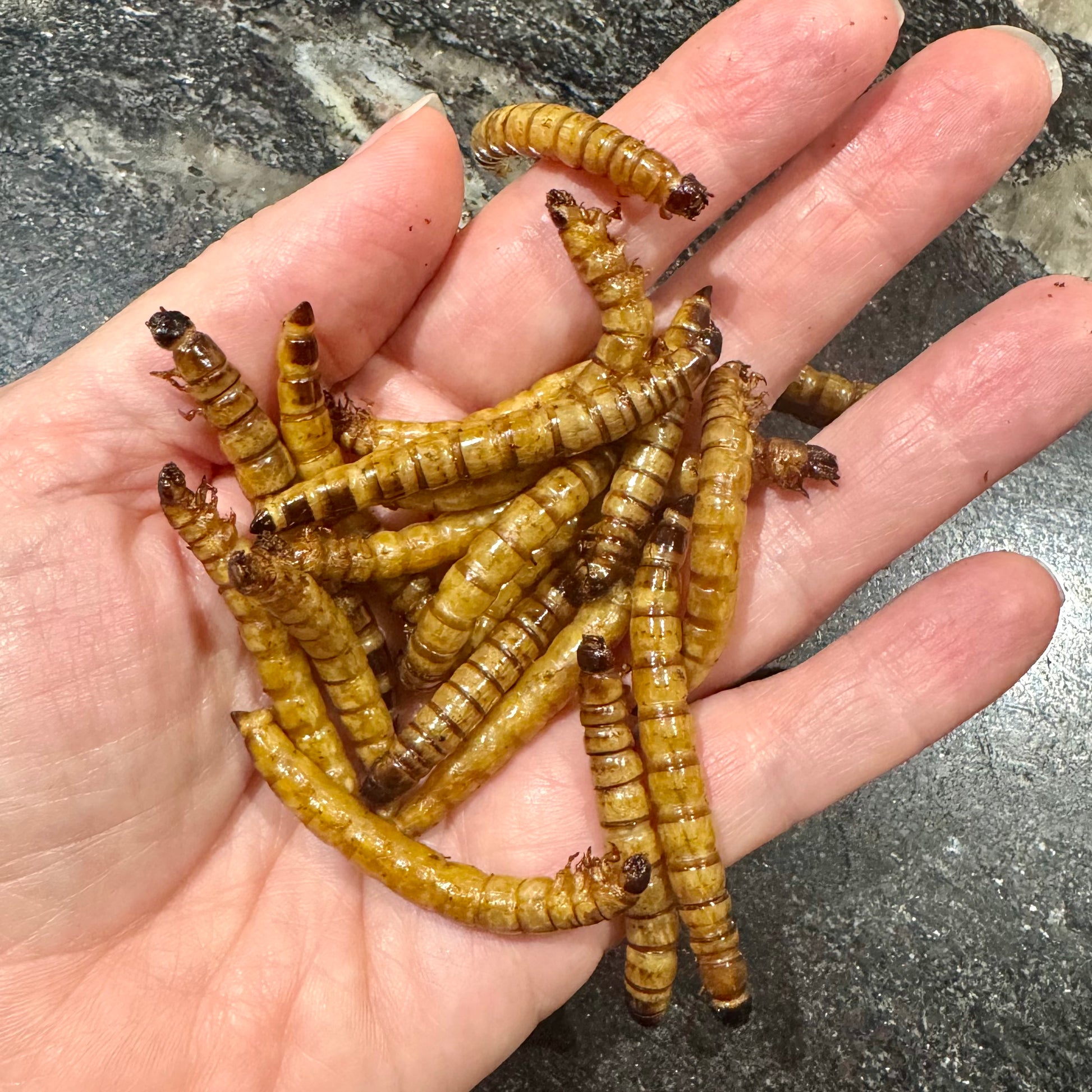 Reptile Realm Dried Insects Dried Giant Mealworms - Zophobas Morio