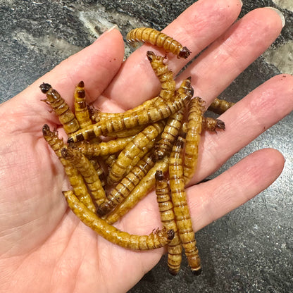 Reptile Realm Dried Insects Dried Giant Mealworms - Zophobas Morio