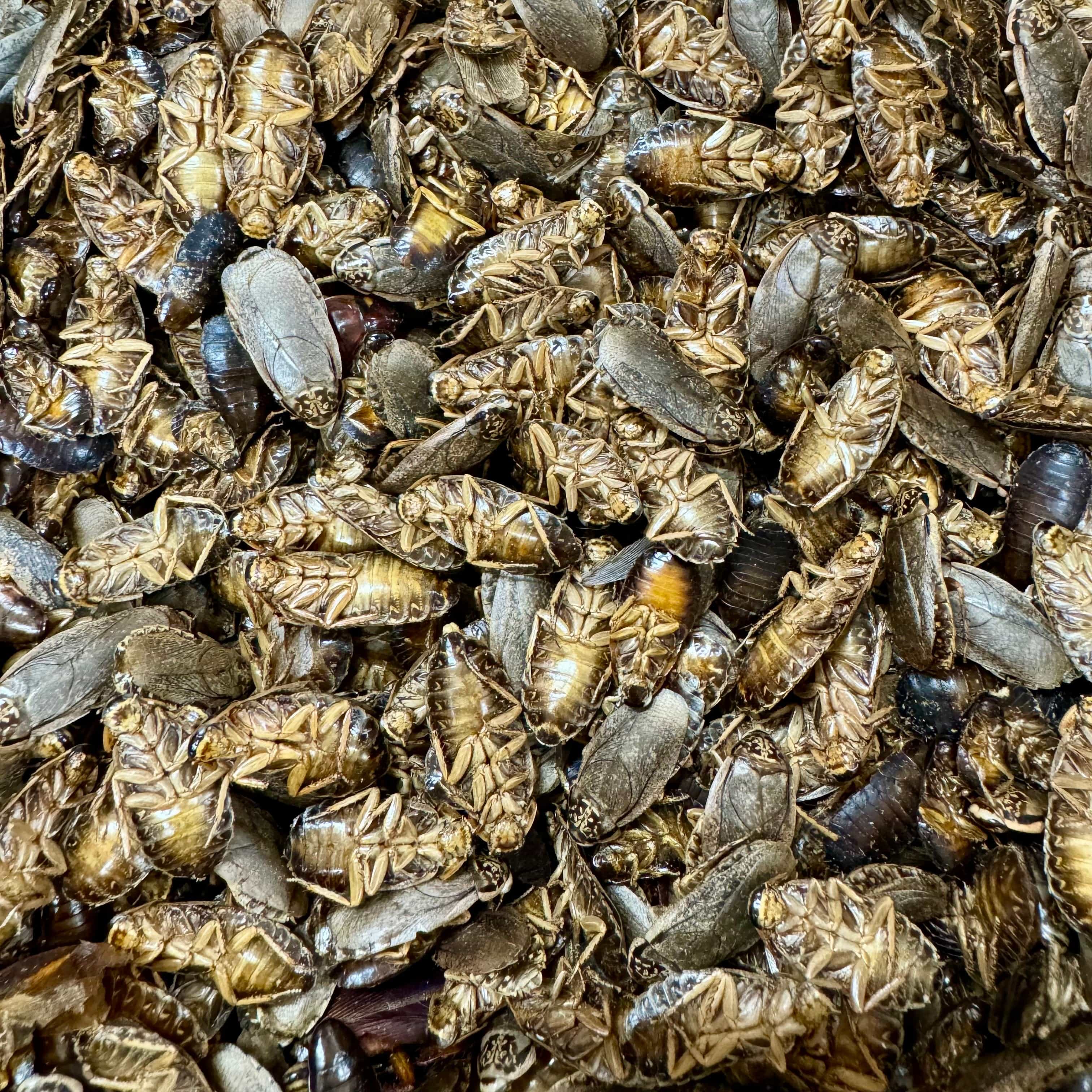 Dried Insects & Reptile Supplements - Reptile Realm Australia