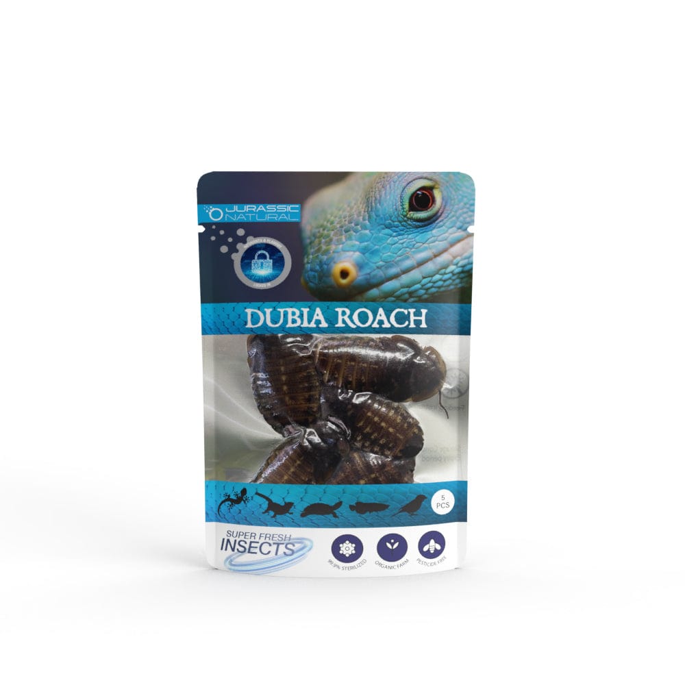 Dubia Roach - Super Fresh Insects – Reptile Realm