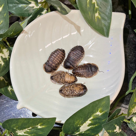 Reptile Realm Dubia Roach