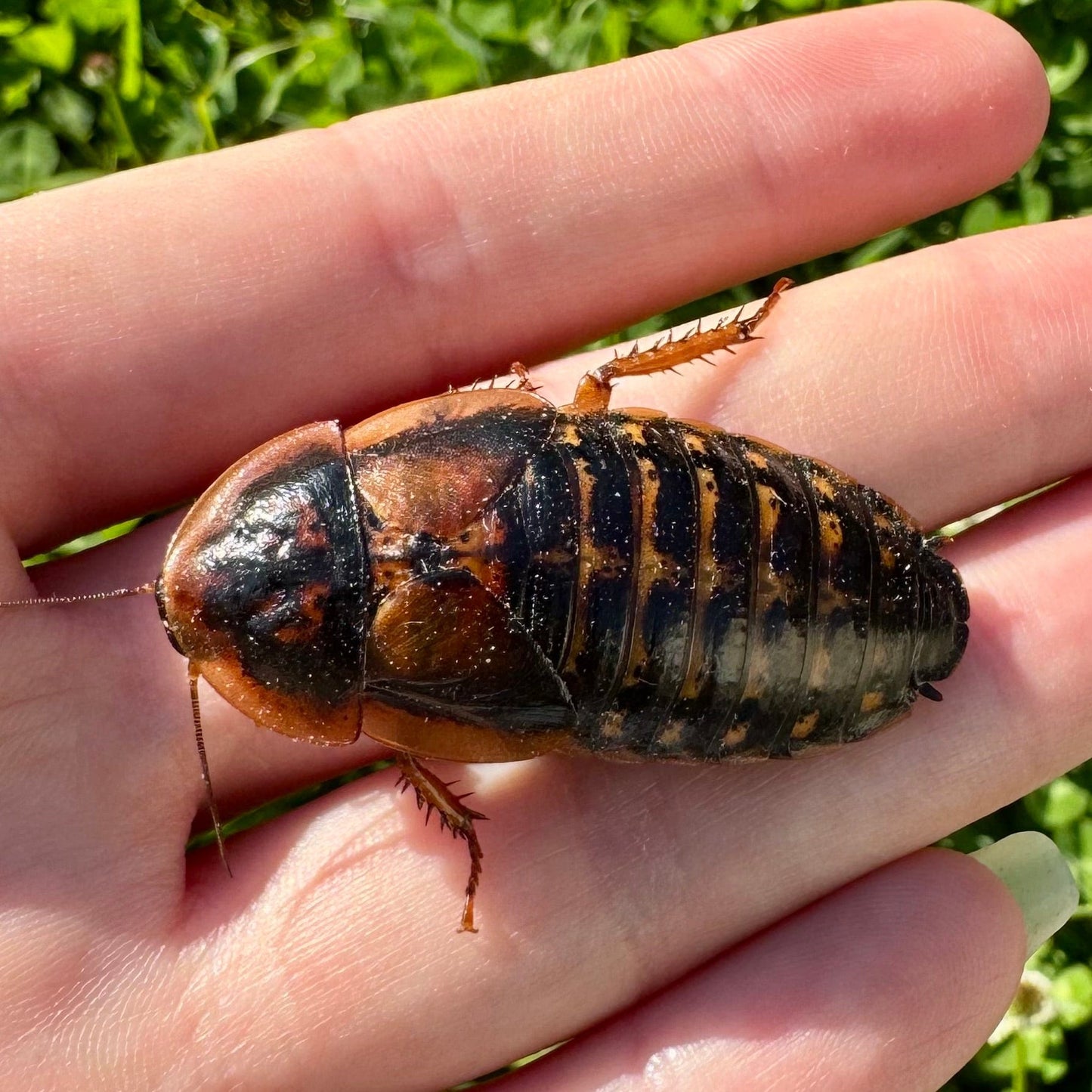 Reptile Realm Dubia Roach Dubia Roaches Box