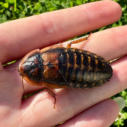 Reptile Realm Dubia Roach Dubia Roaches Box