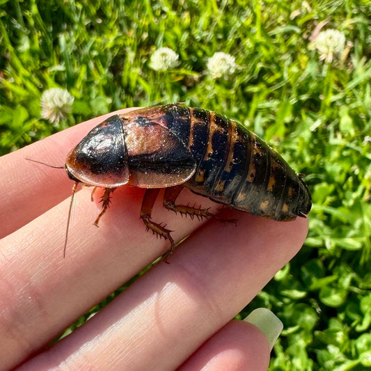 Reptile Realm Dubia Roach Dubia Roaches Box
