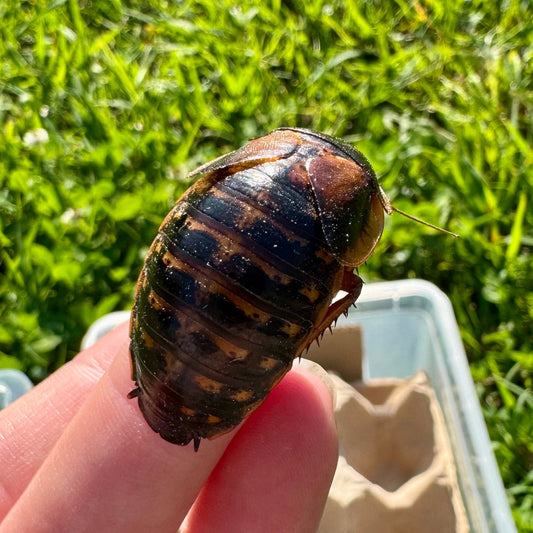 Reptile Realm Dubia Roach Dubia Roaches Box