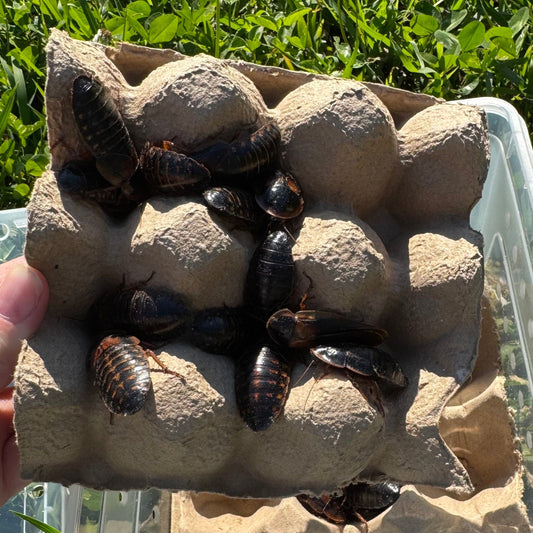 Reptile Realm Dubia Roach Dubia Roaches Box