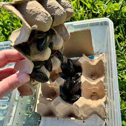 Reptile Realm Dubia Roach Dubia Roaches Box
