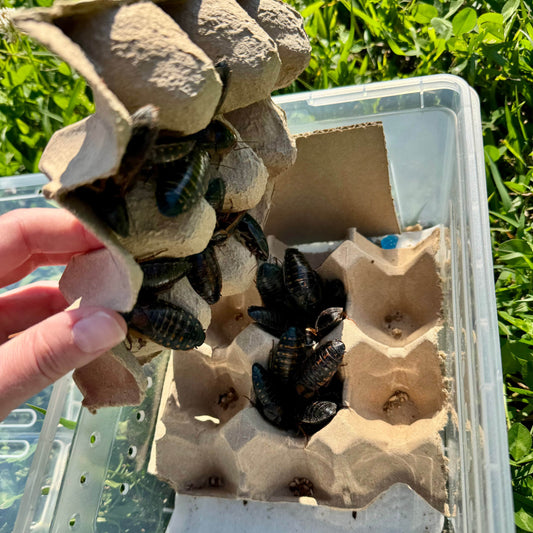 Reptile Realm Dubia Roach Dubia Roaches Box