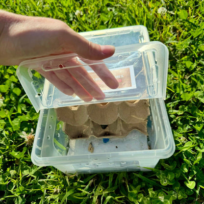 Reptile Realm Dubia Roach Dubia Roaches Box