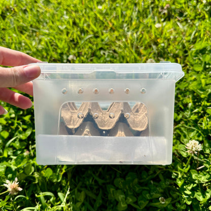 Reptile Realm Dubia Roach Dubia Roaches Box