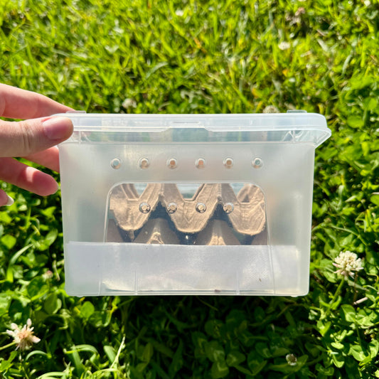 Reptile Realm Dubia Roach Dubia Roaches Box