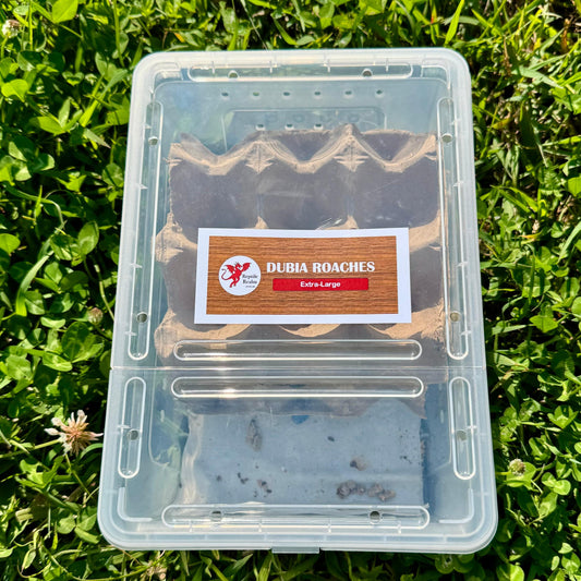 Reptile Realm Dubia Roach Dubia Roaches Box
