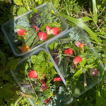 Reptile Realm Fresh Salad Fresh Mixed Salad Tub for Reptiles