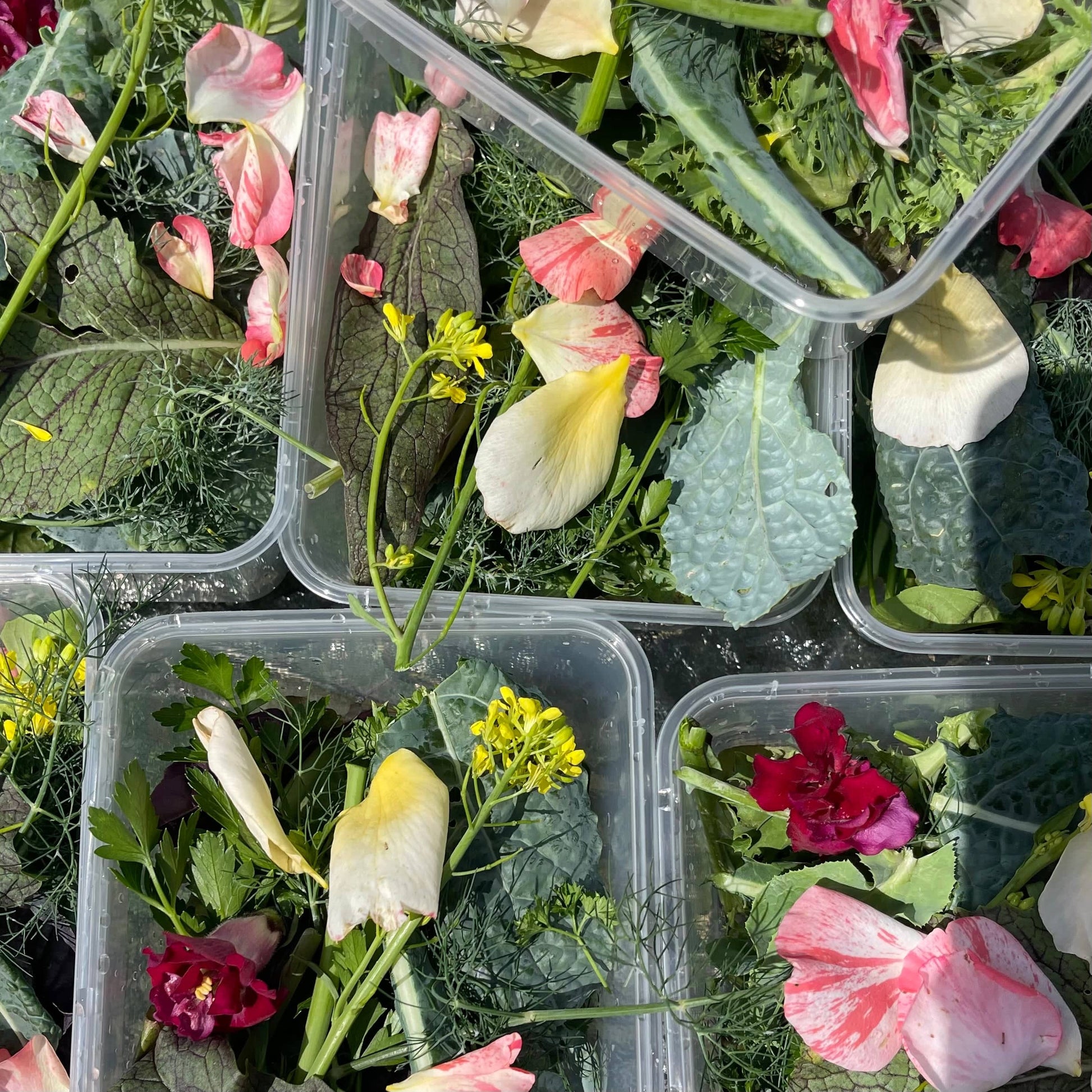 Reptile Realm Fresh Salad Fresh Mixed Salad Tub for Reptiles