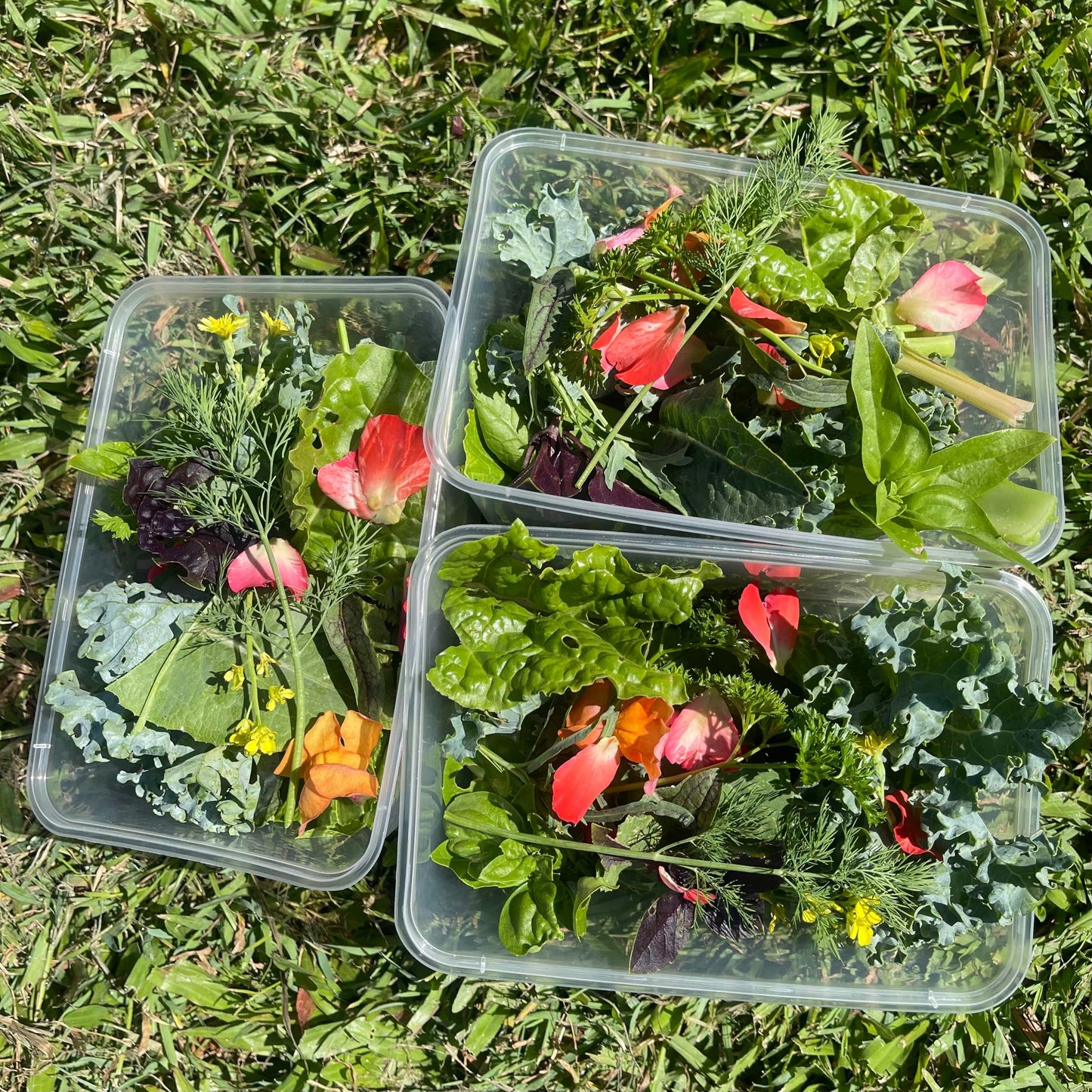 Reptile Realm Fresh Salad Fresh Mixed Salad Tub for Reptiles