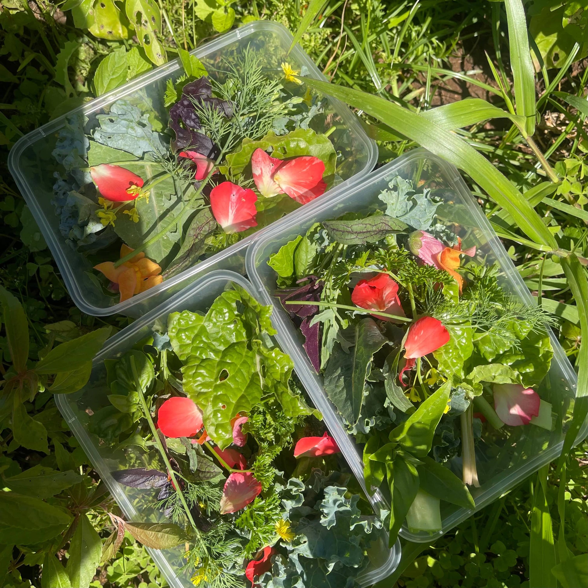 Reptile Realm Fresh Salad Fresh Mixed Salad Tub for Reptiles