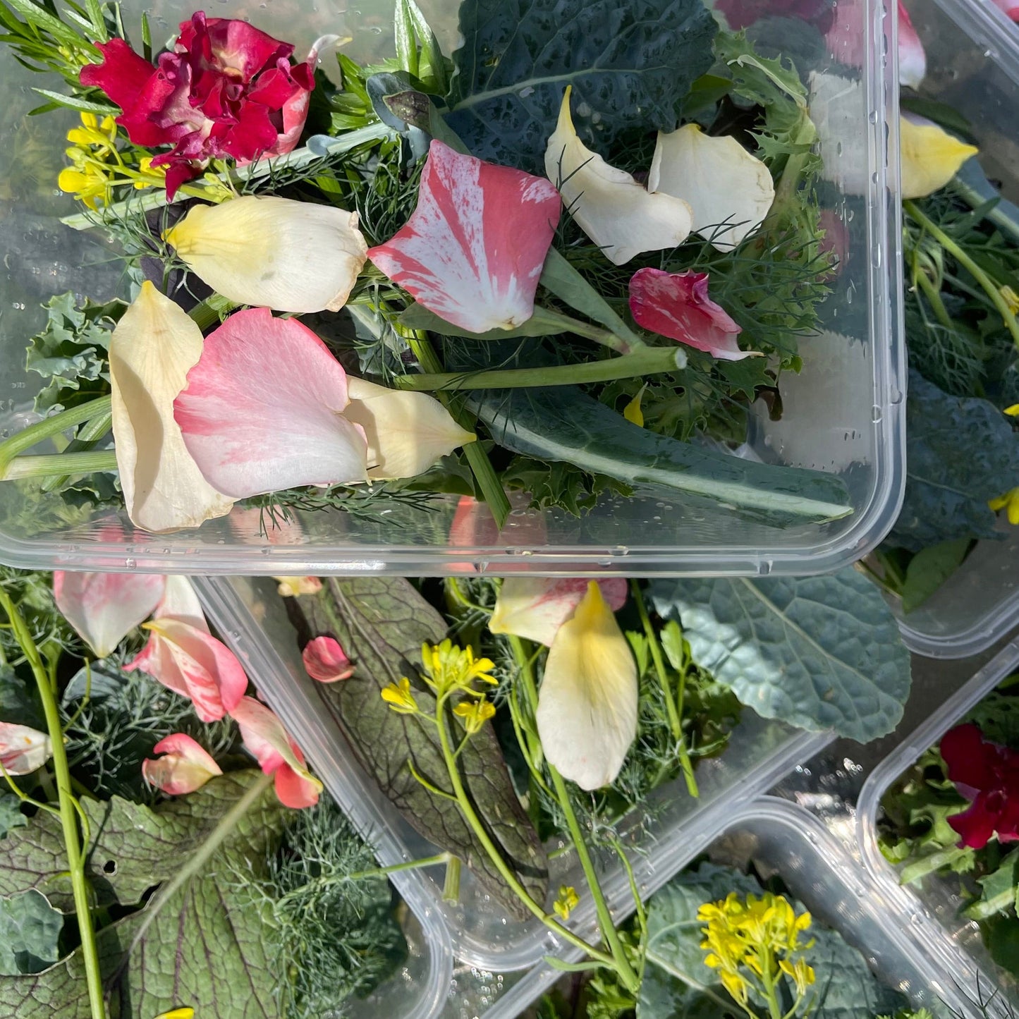 Reptile Realm Fresh Salad Fresh Mixed Salad Tub for Reptiles