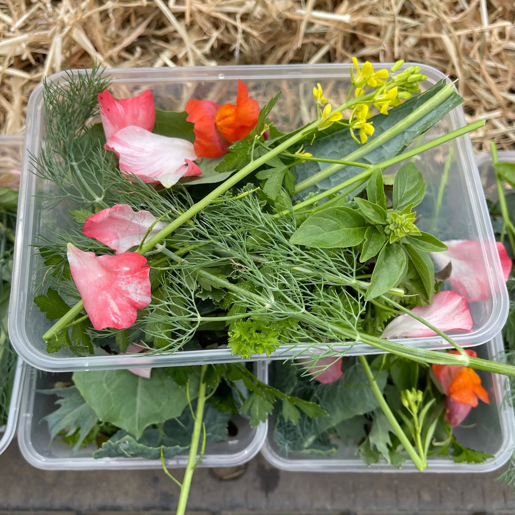 Reptile Realm Fresh Salad Fresh Mixed Salad Tub for Reptiles