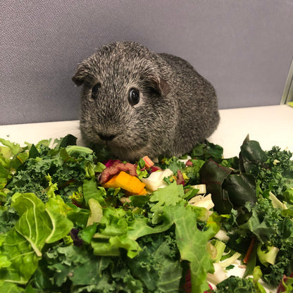 Reptile Realm Fresh Salad Fresh Mixed Salad Tub for Reptiles