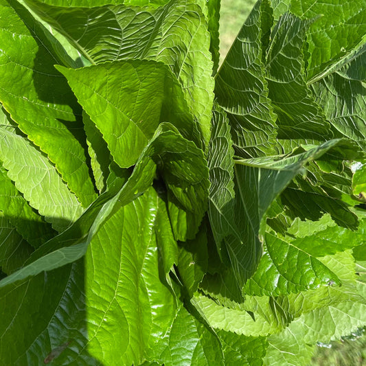 Reptile Realm Fresh Salad Mulberry Leaves for Silkworms - 10 leaf pack