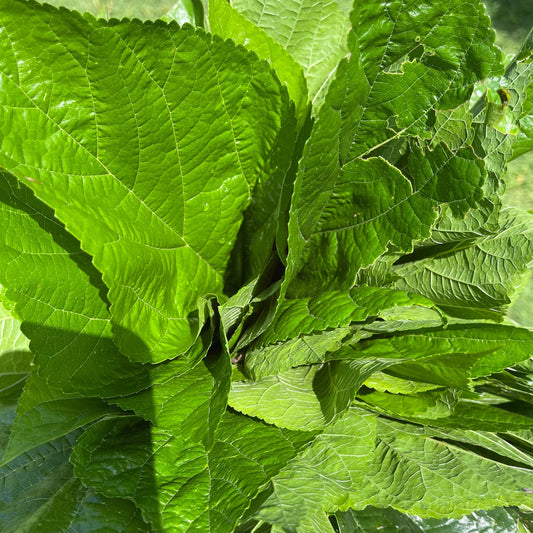 Reptile Realm Fresh Salad Mulberry Leaves for Silkworms - 10 leaf pack