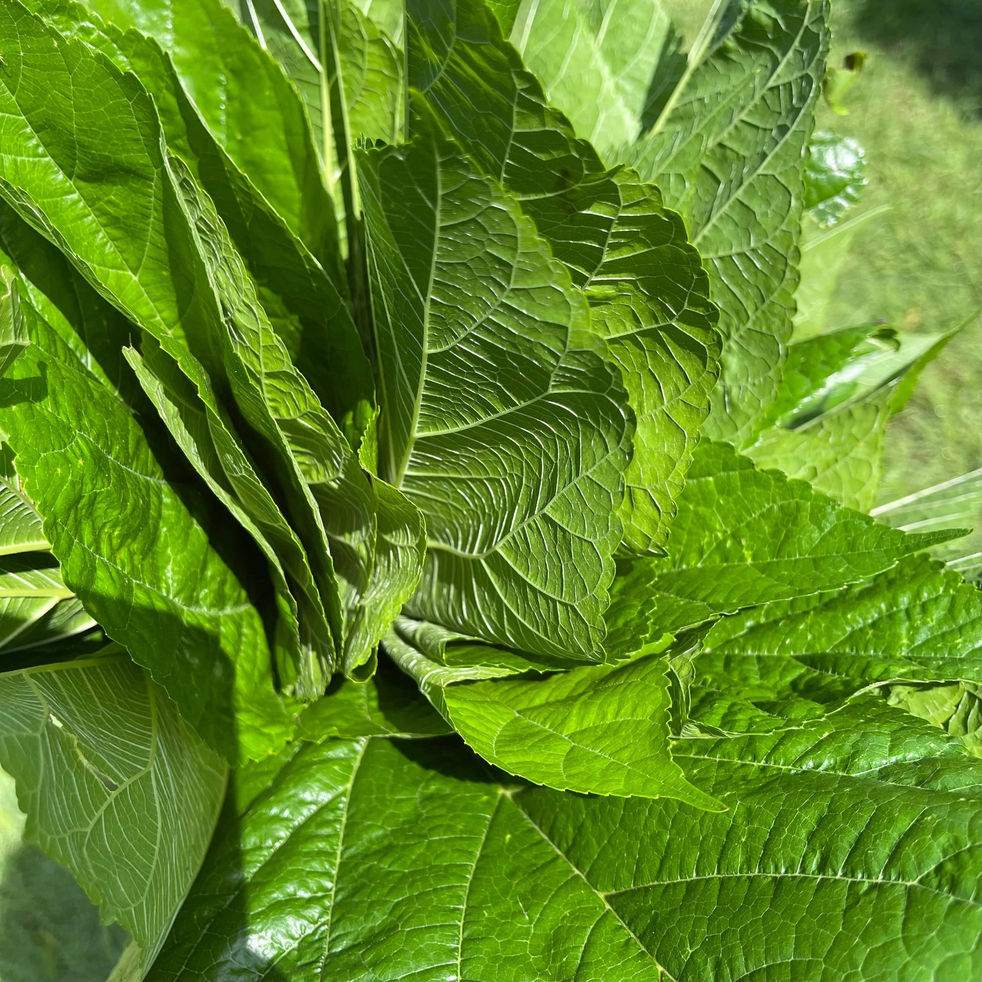 Reptile Realm Fresh Salad Mulberry Leaves for Silkworms - 10 leaf pack