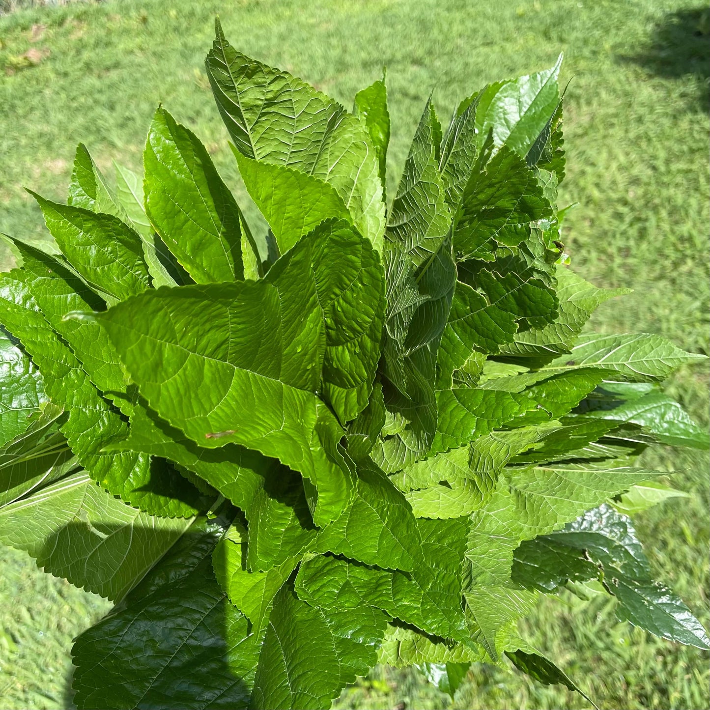 Reptile Realm Fresh Salad Mulberry Leaves for Silkworms - 10 leaf pack