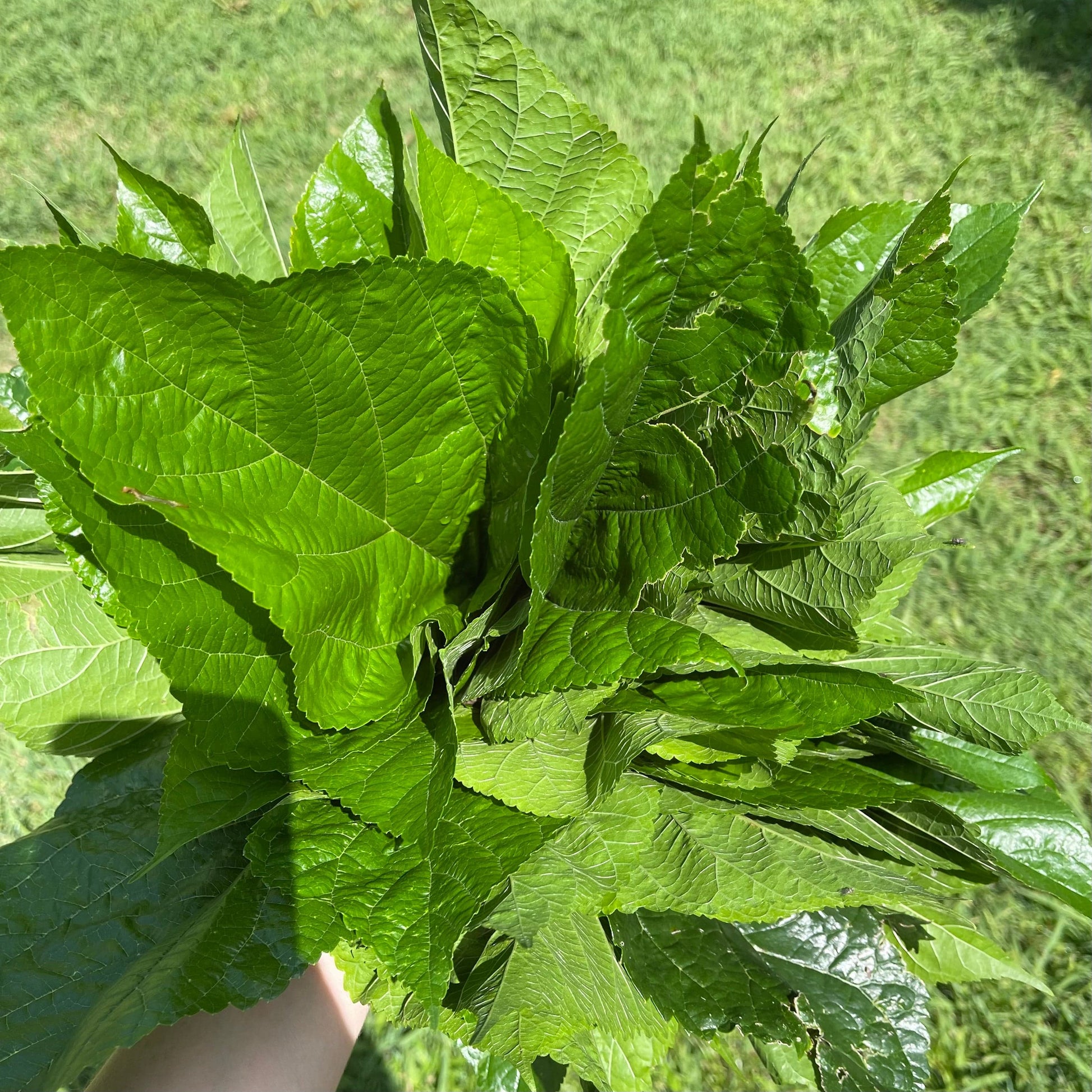 Reptile Realm Fresh Salad Mulberry Leaves for Silkworms - 10 leaf pack