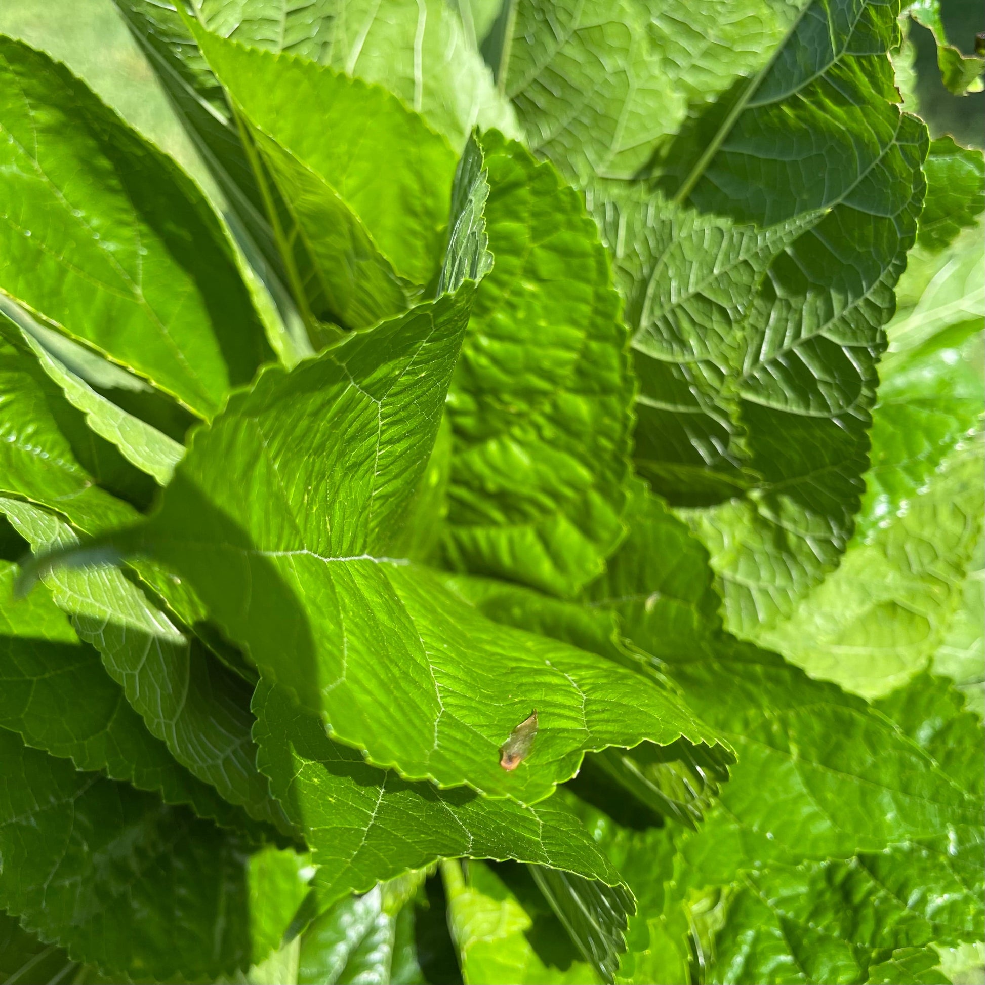 Reptile Realm Fresh Salad Mulberry Leaves for Silkworms - 10 leaf pack