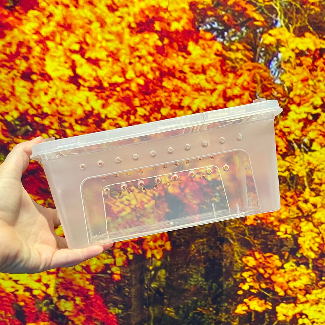 Stackable Hatchling Boxes - Multi-buy – Reptile Realm