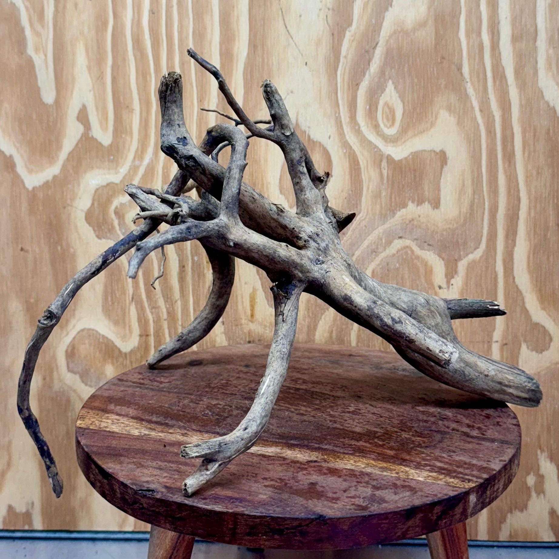 Reptile Realm Natural Wood Natural Wood Piece B